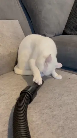 Cute and Funny White Cats 😺❄️ #catvideos #whitecat #funnycats #catsoftiktok #cutecats #catlovers