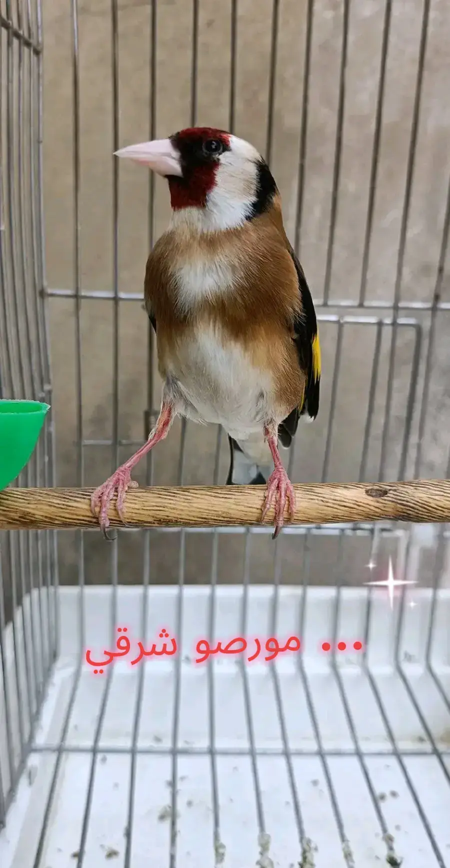 #المغرب🇲🇦تونس🇹🇳الجزائر🇩🇿 #jilguero #تغريد #الحسون #الخلوي 