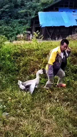 Fofo igual um ganso, leve como nuvem ☁️ Kit com 4 travesseiros pluma de ganso! #TravesseiroDeGanso #PromoTikTokShop #ConfortoGarantido #promo #fyyyyyyyyyyyyyyyy 