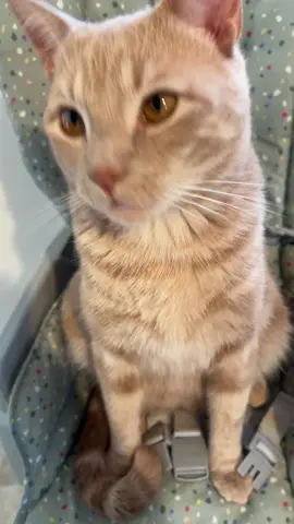 Mind you he’s already eaten a can of cat food this morning #fyp #cat #cats #catsoftiktok #gato 