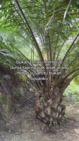 #fyp #sawit #foryou #petanisawit #fyp 