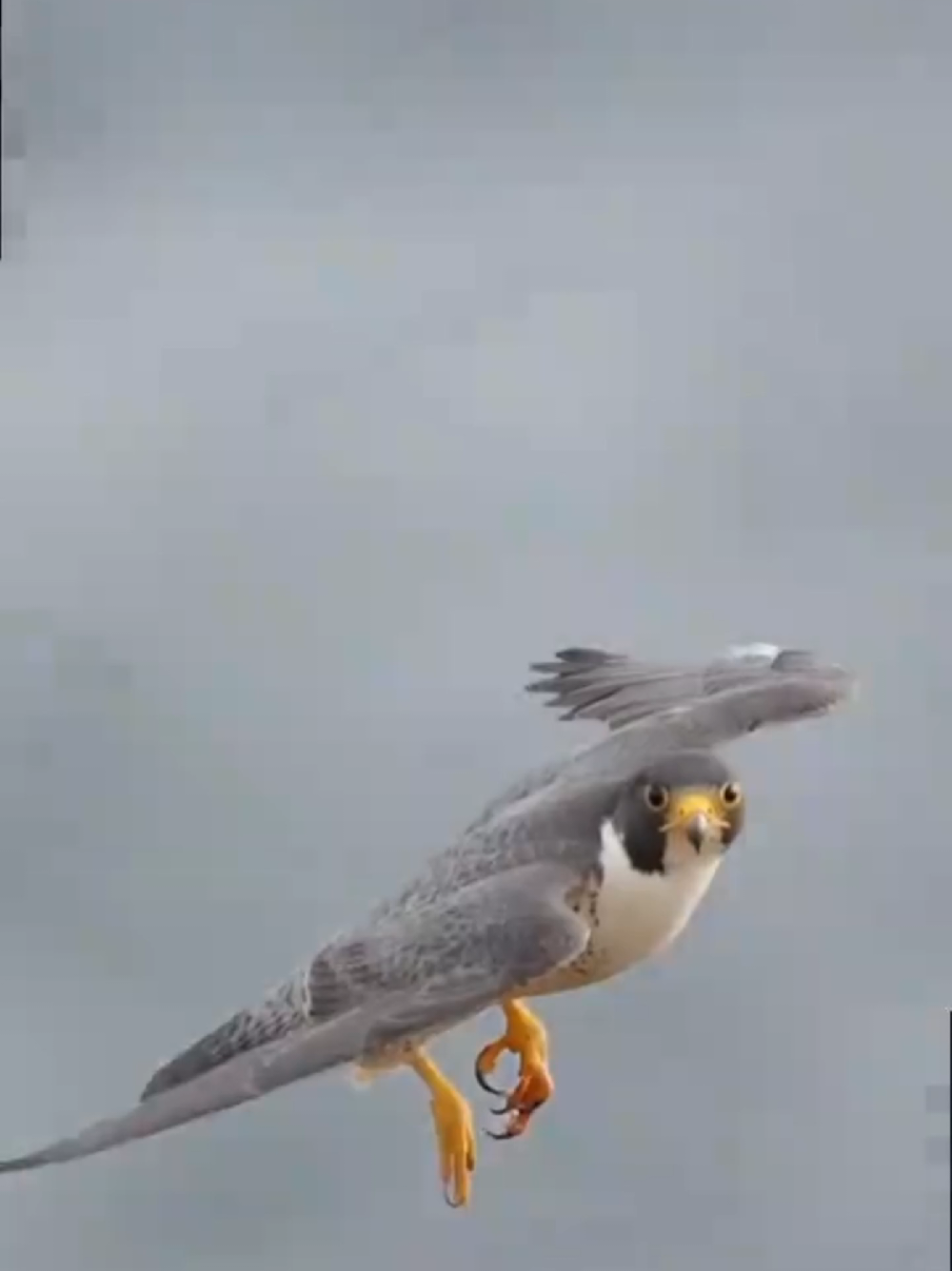 #سبحان_الله_وبحمده_سبحان_الله_العظيم #فاطمة_الحريري 