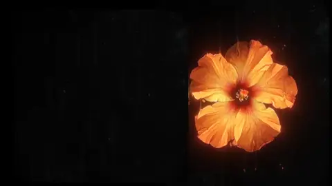 the Winner takes it all #popular #lyrics #4u #sound 