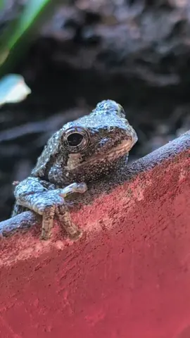 #frog #treefrog #garden #plant 