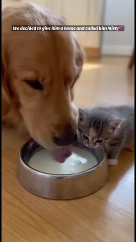 He Found a Tiny Kitten and Brought Him Home 🐾❤️ #cutedog #cutecat #goldenretriever #animallover #viraltiktok 