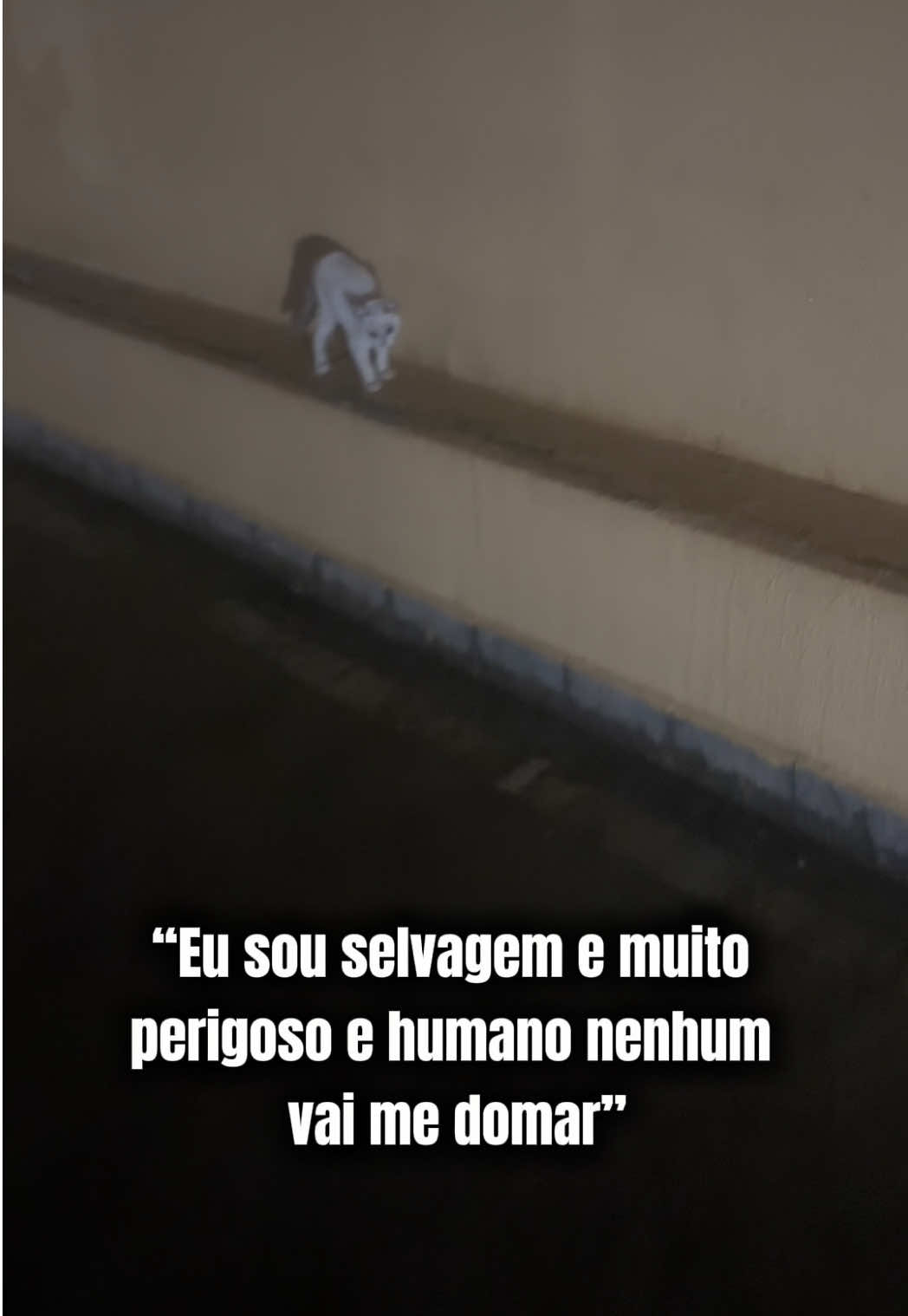 E eu que postei a sequência de um resgate de um gatinho brabo, que por si só já tem muito enredo, porém, na edição dos cortes, eu acabei esquecendo uma parte, que veio como a “cereja do bolo” e postei sem querer. Quando me dei conta, fiquei morrendo de vergonha, mas o vídeo já tava viralizando e a merda já tava feita, daí cai na brincadeira dos comentários e até hoje não superei 😹🫶🏼 . . . . . .  #gato #cats #foryou #funny #viral  