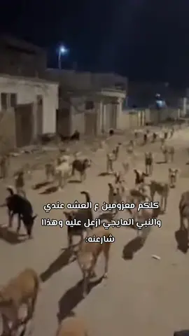 بنات كلجن كلجن معزومااات#😂😂😂😂  #🤍✨🦋 #🤍✨🦋 #🤍✨ #😂😂 