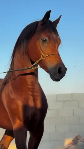 #خيل #خيل_وخياله🐎 #اكسبلور #الاحساء #خياله #اكسبلورررررررررررررررررررر💥🌟💥🌟💥💥🌟🌟🌟🌟🌟 #خيولل #foryou #foryoupage #خيول_عربية #خيل_عربي 