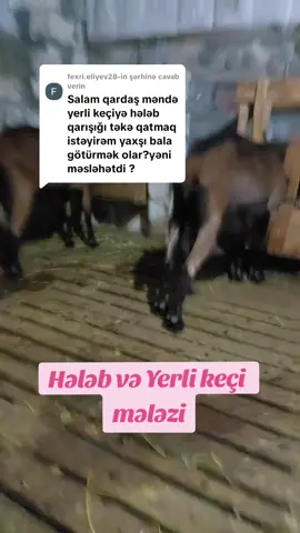 @fexri.eliyev28 adlı şəxsə cavab verilir #süd #kecisudu #alpinegoat #alpinkeçisi #keçisüdü 