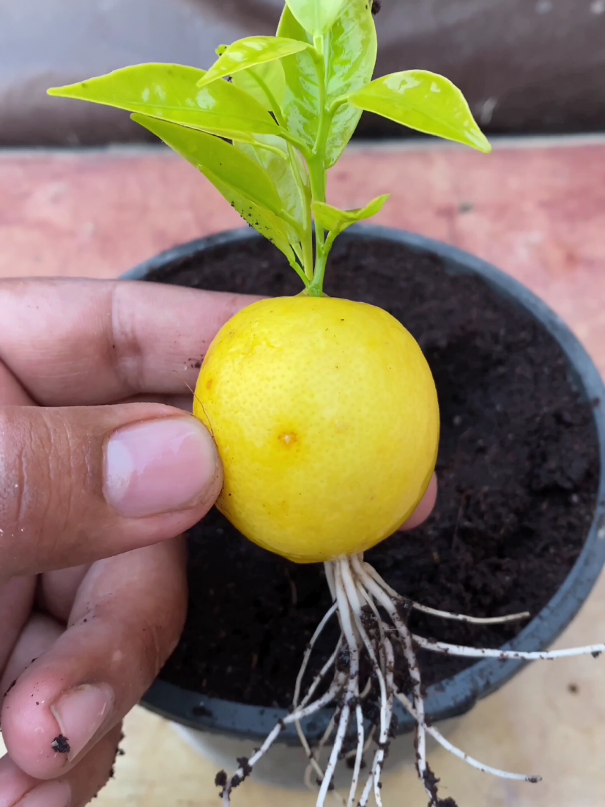 how to grow lemon, guava and mango tree #garden #viral #foryoupage #plants #fyp 