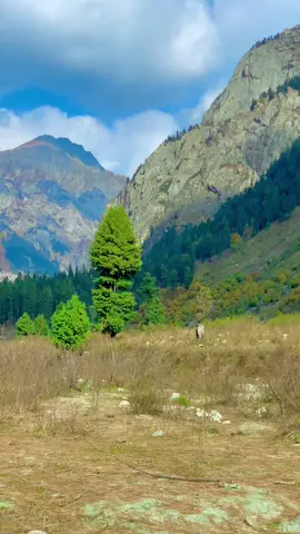 Kumrat valley 🏞️🐏💯#foryoupage #viraltiktokvideos #fypシ゚viral🖤tiktok☆♡🦋myvideo #🥀🖤 #💦陈锡文_kumratvalley💦 