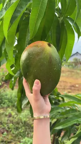 #relaxing #satisfying #fruits #asmr #viral 