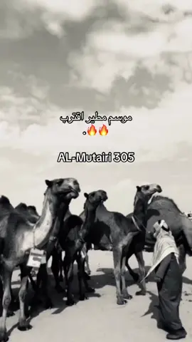 #مطير_اهل_الثلاث_المعجزات #مطير_حمران_النواظر #العبادل #305 #الصفر#نحارات_الصفر #احمد_قعيد_الشلاحي 