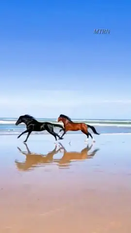 Lorsque les chevaux galopent sur la plage, la nature se transforme en un théâtre d'une beauté exceptionnelle. #nature #horse 