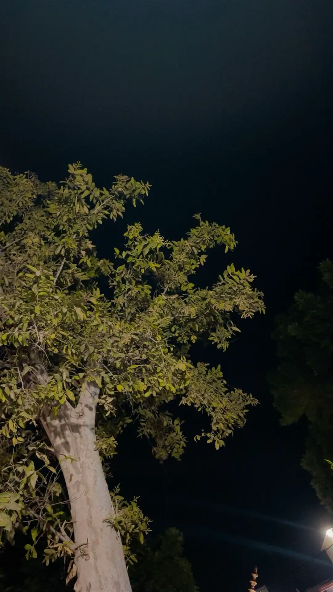 نڀائڻ وارا هر حال ۾ نڀائيندا آهن چاهي وقت ء حالات ڪيترا بہ خراب ڇو نہ هجن🍂 #rajabfaqeer #theycalmebablo #abbasfaqeer #sindhi #song 