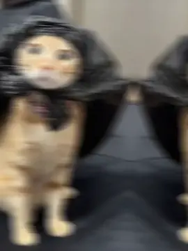 plock wllo😂🌷💸#CHANDUU💗🐬 #loverrrrrrr😍🌷🌷🌷🌷🌷🌷🌷🌷🌷 #wewe🌟🥹 #😍🌷🌷💕💕💕💕 #CHANDUU💗🐬 