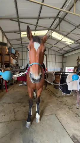 😛#fyp #horseshow #xyzbca #horsesoftiktoktok #equestrian 