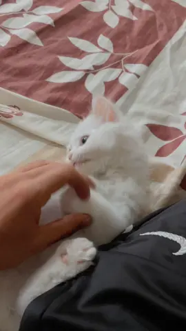 🥹👀Say MashaAllah 🤌🏻#foryou #trending #catloversindonesia #islamicvideos #CapCut 