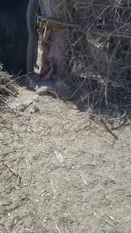 #اشعب_اصيني_مال_حال😹💔، 