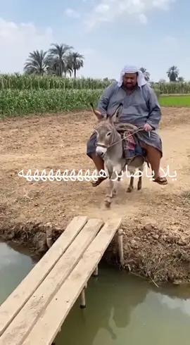 #محمدالصيا #الشعب_الصيني_ماله_حل😂😂 #ههههههههههههههه يلا يا صابر اضحك من قلبك 