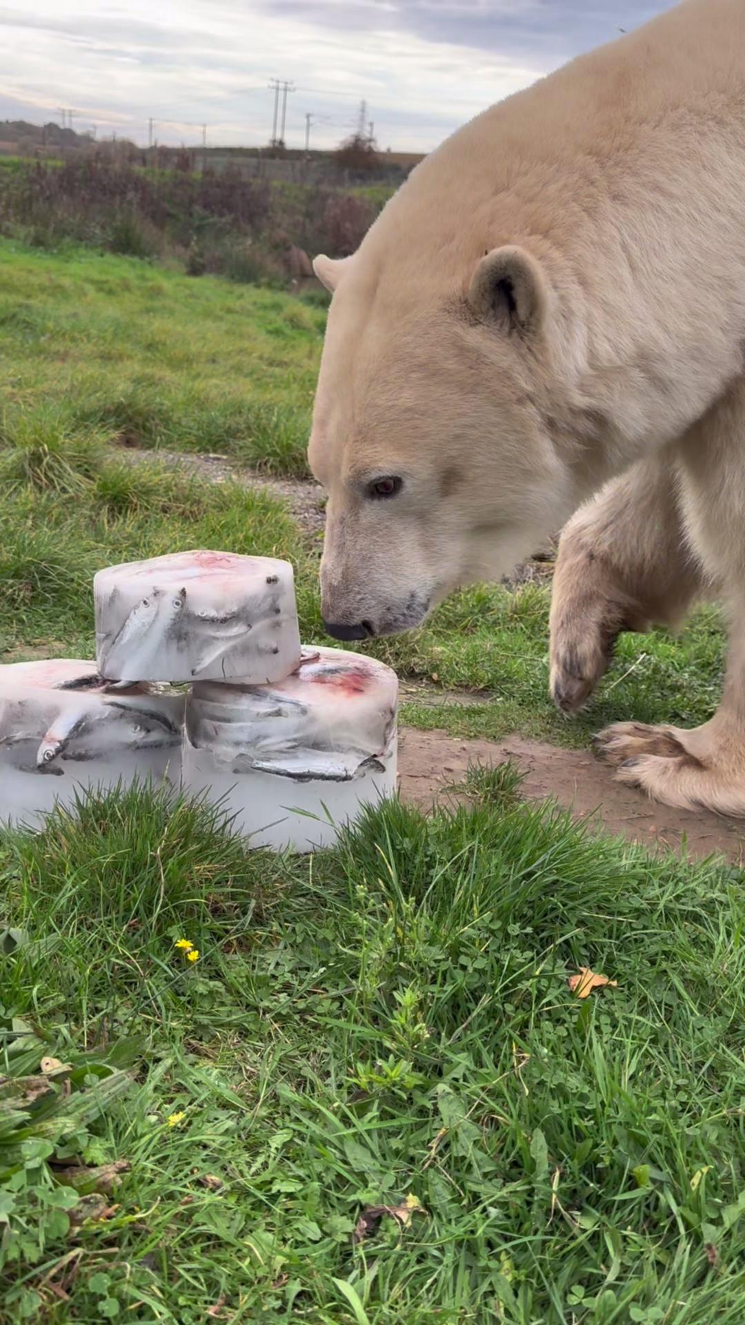 It’s #PolarBearWeek! 🐻‍❄️ Our polar bears are keeping cool with icy enrichment blocks filled with fishy treats, a fun way to keep them active, curious, and engaged. This week also highlights the importance of protecting polar bear habitats in the wild, as these incredible animals face growing challenges from climate change. 💙❄️ #PolarBearWeek #WildlifeConservation #AnimalCare #JimmyFarmWildlife