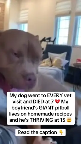 When my dog passed at just 7 years old, I was heartbroken. 💔 He went to every vet visit, took every pill, ate every “premium” kibble — and still, he got sicker with time. Then I looked at my boyfriend’s dog — a massive pitbull, full of energy at 15. No meds, no constant vet bills… just simple, natural care. 🐾 That’s when it clicked. Maybe the secret isn’t more treatments — it’s better, natural ones. 🌿 So I started replacing every expensive vet fix with something safer — and it changed everything. Here’s exactly what we do 👇 ⸻ 🐾 1) Itchy Skin / Hot Spots Most shampoos strip natural oils and make things worse. ✅ Mix coconut oil + turmeric into a smooth golden balm — it calms redness, heals hot spots, and helps fur regrow naturally. Comment “PASTE” and I’ll DM you the recipe. 💛 ⸻ 🦷 2) Bad Breath “Dog breath” isn’t normal — it’s bacteria feeding on sugars. ✅ Blend parsley, spinach, mint + plain yogurt for fresh breath and gut support. 🌿 Skip chemical sprays and chews — they just mask the problem. Comment “MINT” for the blend. ⸻ 🦴 3) Stiff Joints Processed food drains collagen — even in young dogs. ✅ Add a scoop of bone broth to meals daily. It strengthens joints, supports recovery, and keeps them active for years. 🥣 Comment “GUT” for my easy recipe. ⸻ 🐜 4) Fleas Those store-bought drops? Harsh on the liver and skin. ✅ Spray apple cider vinegar + water (1:1) before walks — natural flea protection and a fresh coat. 🍎 Comment “FLEA” for the exact ratio. ✨ ⸻ 💪 5) Low Energy & Weak Immunity (the game changer) Even with natural recipes, dogs can miss key vitamins and minerals. ✅ That’s where IRON PAWS Multivitamin comes in — one scoop a day for energy, skin, joints, and long-term vitality. 🐕🌿 It’s vet-approved, made from real superfoods, and easy to mix into meals. Find IRON PAWS on Amazon or through the link in my bio. 🛒 ⸻ People think natural care doesn’t work… until they see results like his. 15 years strong — shiny coat, full of life, and still running like a puppy. 💚 Save this post, tag a dog parent, and follow for more natural K9 wisdom. 🐾💛 #dogsoftiktok #doghealth #naturalpetcare #petparents #ironpaws 