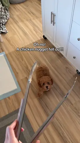 When she was just a ball of fluff #puppy #toypoodle 