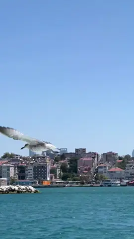 #turkey_bosphorus_strait🇹🇷❤️✈️ #الشعب_الصيني_ماله_حل 