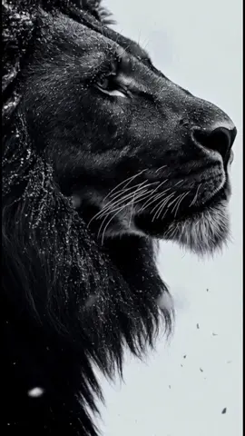 “Gratitude Makes You Rich” True wealth isn’t about what you own — it’s about what you feel. Be grateful for your breath, your strength, your growth, and your hope. Gratitude turns little things into joy, and simple moments into peace. Stay thankful, stay humble, and keep your light shining. 🦁✨ #Gratitude #Mindset #LionSpirit #MotivationalVideo #PeaceWithin 