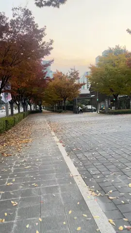 Mê cái mùa này ghê 💕🍂🍂🇰🇷….