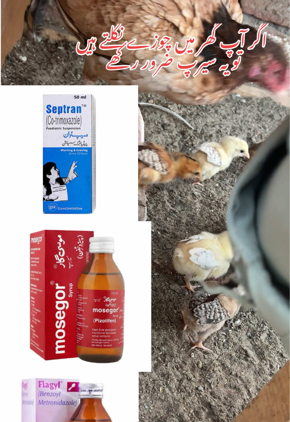 Chicks health tips information video 🧡🌸💯#aseellovers #aseel #aseelmurgalover #mianwaliaseellover #sargodhalassaniaseel 