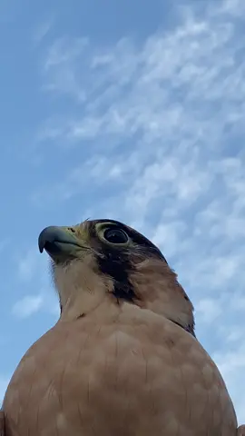 #شعب_الصيني_ماله_حل😂😂  #كسبلور_explor  #اليمن #المقناص_واجواء_شتاء #هدد_الطير 