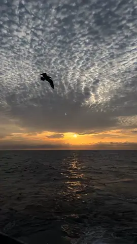 Anh ấy tốt hơn anh à... #xuhuongtiktok #viralvideo #buon_tam_trang #canhdep 