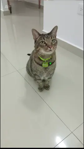 #feliznavidad #CapCut 