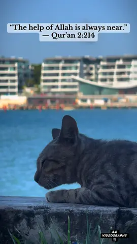 #IslamicQuotes #DailyReminder #QuranQuotes #IslamicQuotes #DailyReminder 