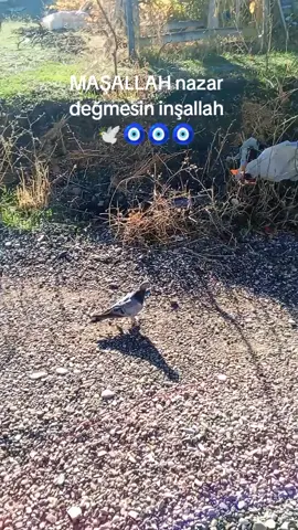 #keşfetteyizzz #taklacıgüvercin #🧿🧿🧿#taklacıgüvercin #taklacıgüvercin 