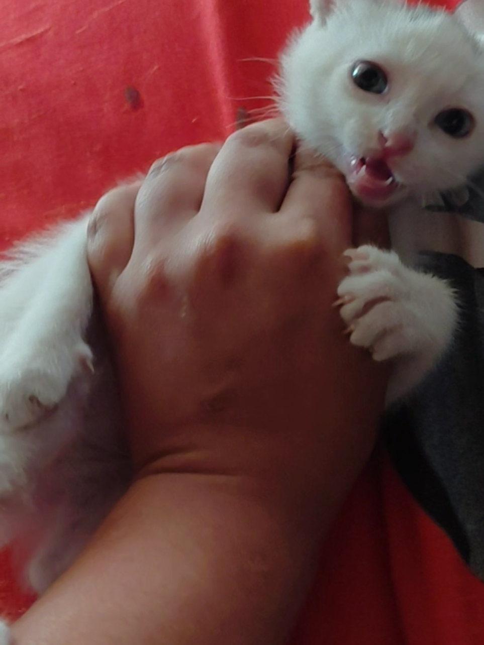 XD #fyp #paratiiiiiiiiiiiiiiiiiiiiiiiiiiiiiii #dragonballz #gatitostiktok #mem 