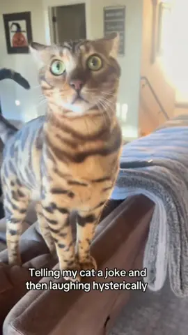 #stitch with @Dramapaws1 #crazycat #fyp #gaillardfamily 