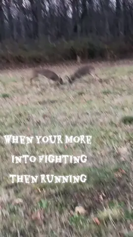 #deer #fight #buck #fall #rut 