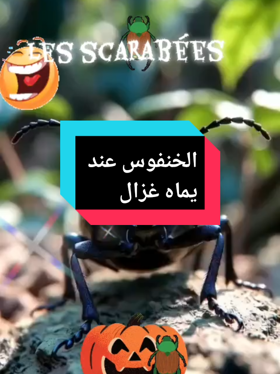 #creatorsearchinsights #nature #fyp #tiktoktips #explor 