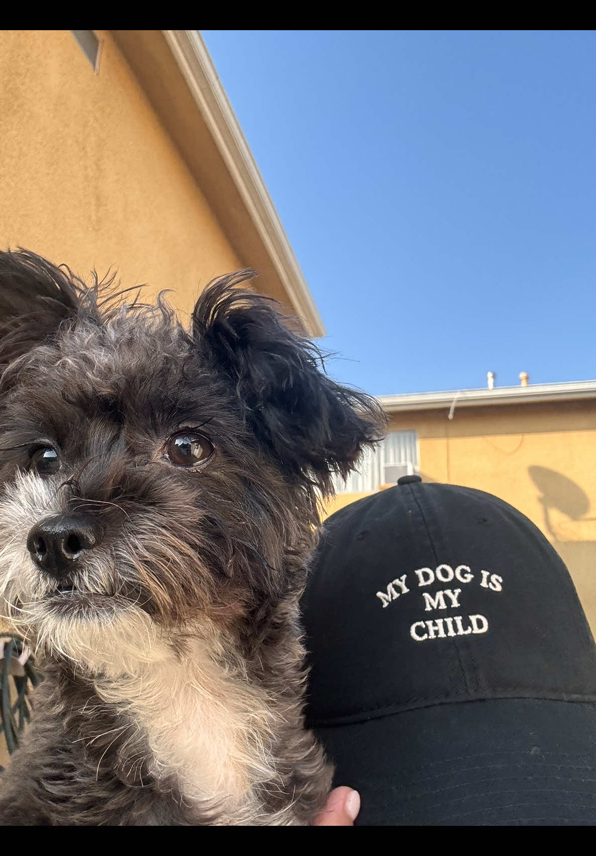 I told him no more kisses because I was working 🤣😓  #yorkiesoftiktok #funnydog #howling #dogsoftiktok #dogmom 