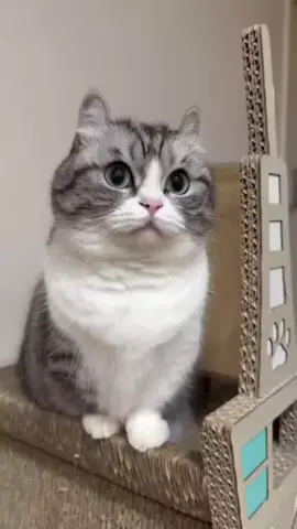 meow... #komaru #komarusalt #komugi #cocoa 