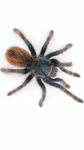 Aphonopelma mooreae is known by the common names  North American Cobalt Tarantula and the Mexican Jade Fuego Tarantula. #tarantula #spider #pettarantula #tarantulakeeper #pets #animals #petspider #nature 