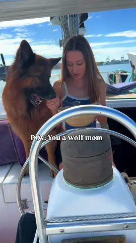 Doesn’t matter ❤️ - - #dog #doginfluencer #puppy #germanshepher #gsd #goldenretriever #goldenretrieverpuppy #wolf #boat #dogleash #dotcollar #happydog #cuteanimals #fblifestyle #viral #hat #hungry #wolf #hat 