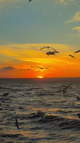 #الجزائر🇩🇿 #algerie🇩🇿 #fypage #fy #foryoupage 