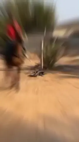 #سيدها #إيران #الاشقر #الشريف #هلها_من_قبل_يبال_دق_الطبل🤕🔥 