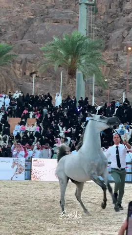 #بطولة_حائل_لجمال_الخيل_العربية_الاصلية #حايل #حائل #اكسبلور #الخيل @بطولة حائل لجمال الخيل 🐎 