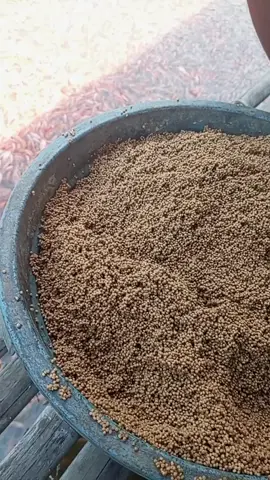 bibit nila merah siap panen #budidayaikan #lodan🐟ngabret #perikanan #bibitikan #fypage 