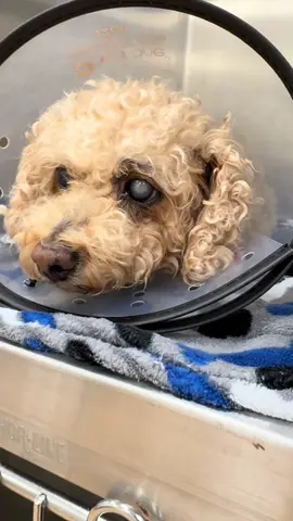 Meet Poodle Joe!  Poodle Joe came to us with a cataract in his left eye. We performed cataract surgery to remove the cloudy lens and implanted a new artificial lens in its place. Immediately after surgery, he was able to see out of his left eye again and is now beginning his recovery. We loved helping Poodle Joe on his journey to clearer vision!   #CataractSurgery #VeterinaryOphthalmology #vetmed #CarolinaAnimalEye #upstatesc 