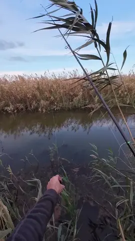 #fyppppppppppppppppppppppp #fyp #pikefishing #kesfetbeniöneçıkart #partdadungetsun🖤👑 